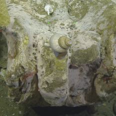 Close up on skull highlighting smaller organisms decorating the bone. 