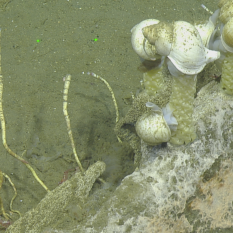 Close up on tube worms and white snails. 