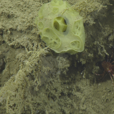 Sponge and squat lobster