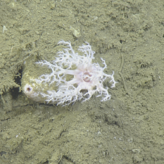 Sea cucumber