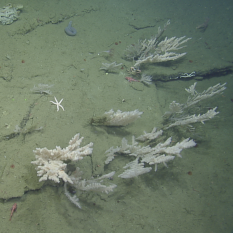 Coral, hagfish, rockfish, sea star, and pink urchin