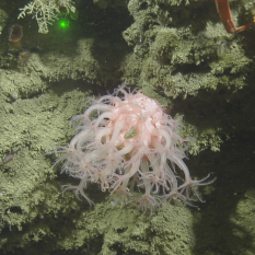 Mushroom coral on rock