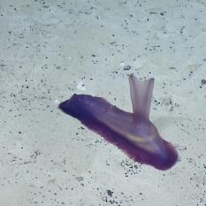 rabbit purple sea cucumber