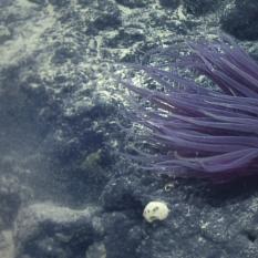 sea anemone