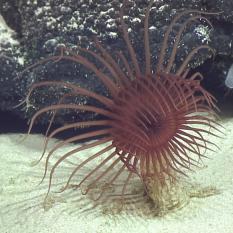 tube anemone