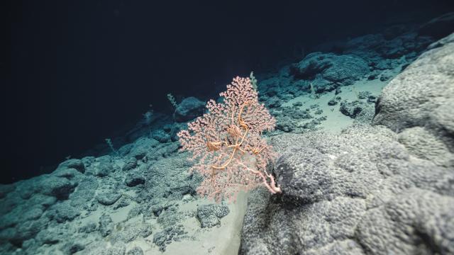 euryalid brittle star