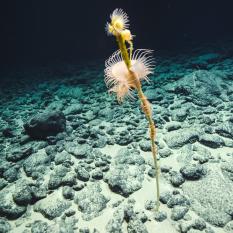 anemone (Acanthinosyphia sp.) and brittle stars (Ophiacanthidae)