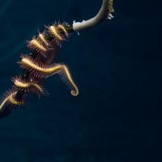 ophiacanthid brittle star