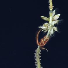 brittle star barnacles