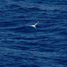 Soaring booby