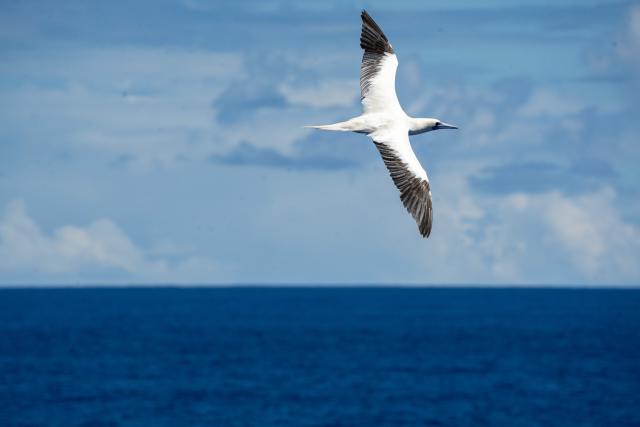 Red-footed booby