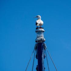 Perched red-footed booby