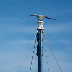 Red footed booby soaring