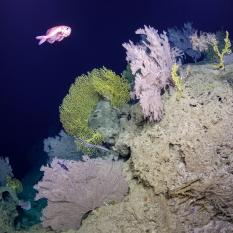 A variety of fish swimming amongst the coral gardens of Zoanthids and Kulamanamana haumeaae.