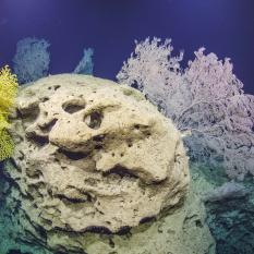 A beautiful boulder with several Primnoidae Paracalyptrophora hawaiiensis and corals covered with Zoanthids Kulamanamana haumeaae.