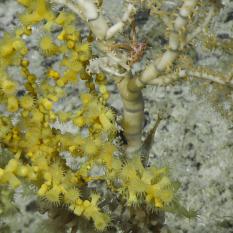 A beautiful large Primnoidae Paracalyptrophora hawaiiensis (aka Bamboo coral) which are common on seamounts and are a deep water coral species that often provide habitat for other species. Can you spot the associate squat lobster making this coral it’s habitat. 