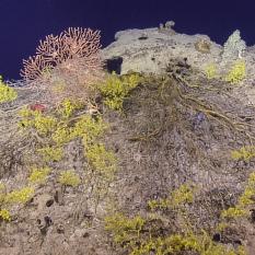 Gerardia Gold coral can live to be as old as 2700 years, this one has sections of it that died and has a bamboo coral growing on it as well as Zoanthids Kulamanamana haumeaae. Can you spot the sea urchin (Cidaroidia) hanging out on the dead gold coral.