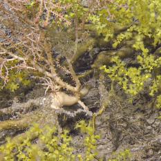 Closer view of the bamboo coral growing out of the gold coral