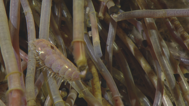 Tube worms and scale worm