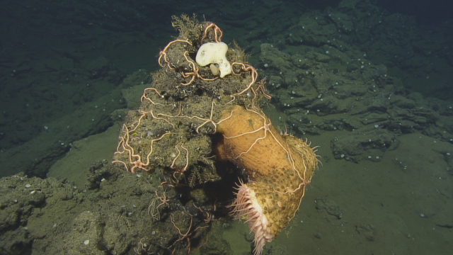 Another venus flytrap anemone, this time “Spinophora Jolliveti” brittle stars