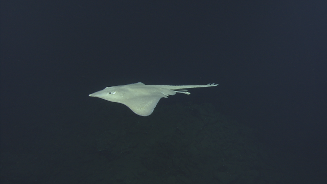 A deep sea skate (Bathyraja abyssicola)