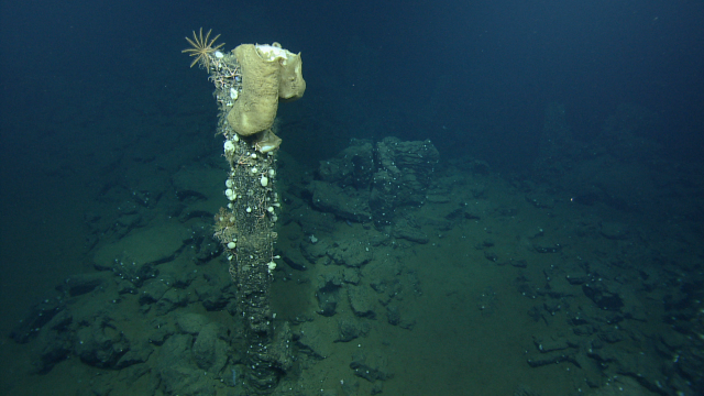 Sponges, including Rossellidea species, and brittle stars