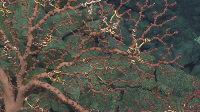 Close up of euryalidae snake stars on paragorgia