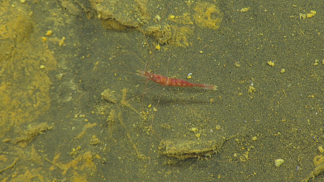 Nematocarcinus long legged shrimp 