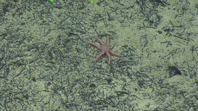 Paulasterias Sea Star