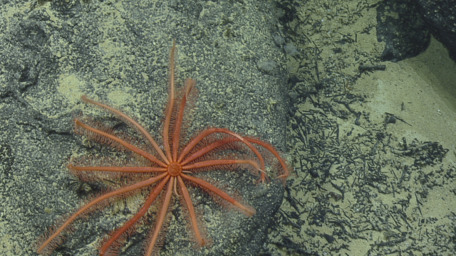 Brisingid sea star