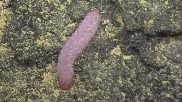 Synallactidae sea cucumber