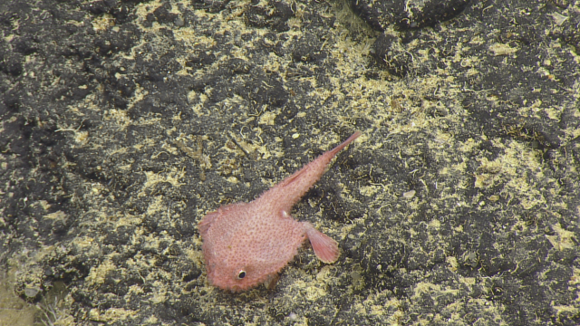 Solocisquama erythrina (batfish)