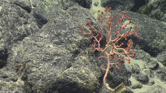 Paragorgia bubblegum coral