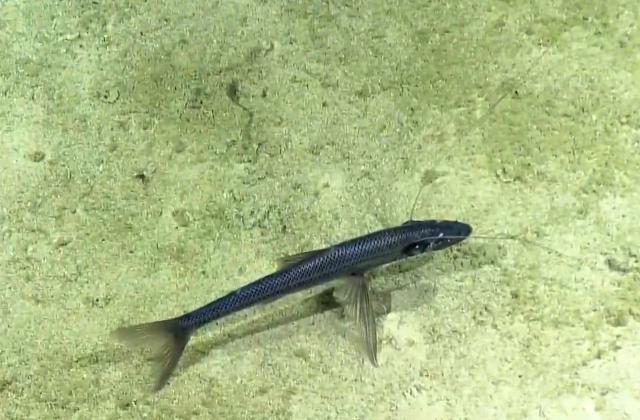 Bathypterois atricolor [deep-winged + dark color]. Attenuated Spiderfish.