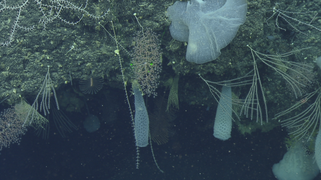 Chrysogorgia coral, primnoid corals, euplectelid glass sponges.