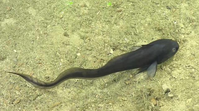 Bathygadus sp. [deep cod-like fish + sp].  No common name for this rattail fish.