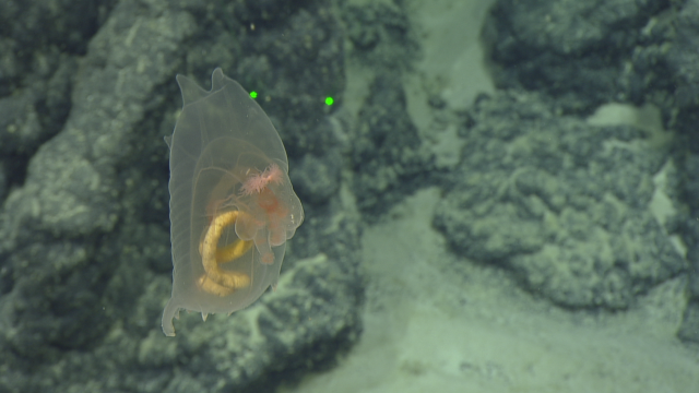 elpideid sea cucumber