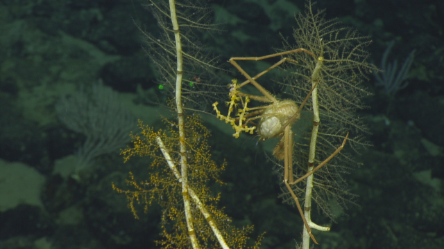 Two types of hydrozoans growing on a dead bamboo coral, and a decorator crab (Homolidae) carrying an acanthogorgid octocoral.