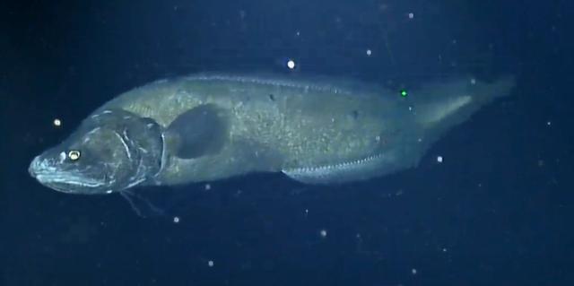 Cataetyx laticeps [down-sticking – that is, staying on the seafloor + wide-headed].  A live-bearing cusk eel with no common name.  Flathead Cusk Eel would be an appropriate name.