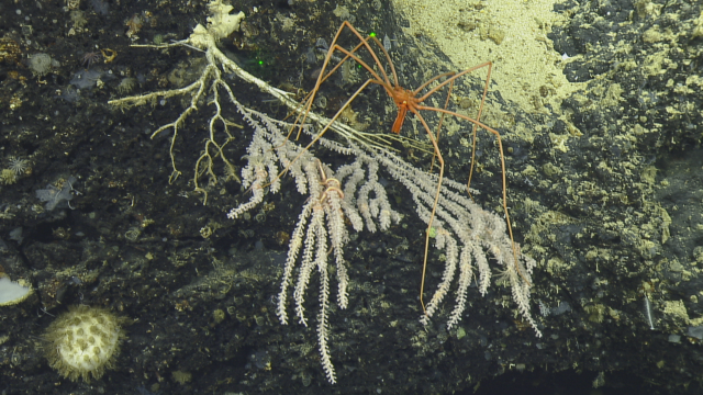 giant sea spider colosenidis/primnoidae