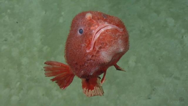 Chaunacops coloratus [gaping mouth + colorful].  Rosy Gaper, Rosy Sea Toad, Colorful Coffinfish, Rosy Frogmouth.