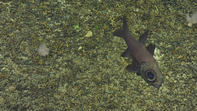 Deep sea cardinal fish- epigonous