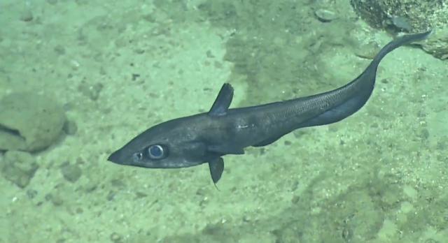 Coelorinchus sp. [hollow-snout + sp].  The common name Grenadier for the family Macrouridae derives its name from the long pointy-tipped conical head found in certain species of the genera Coelorinchus, Coryphaenoides, and Nezumia, which resemble the traditional and iconic tall pointy hats of British grenadier soldiers.