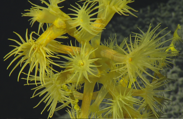 zoanthid