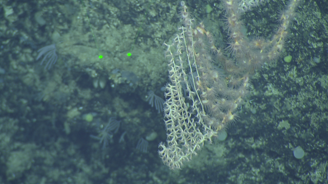 Zoanthid overgrowing a bamboo coral (Keratoisididae)