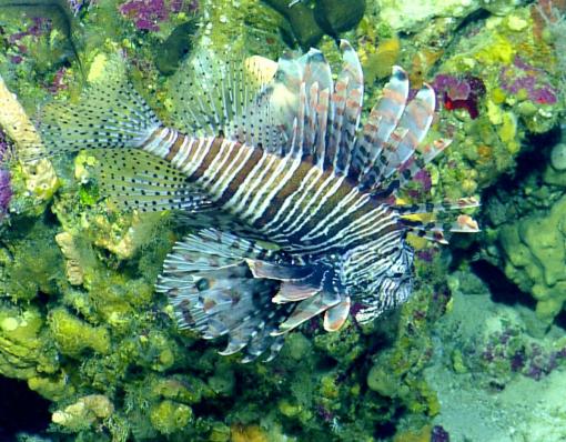 Lionfish