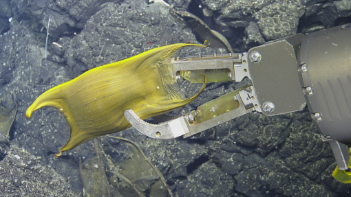 Hercules manipulator with skate egg case