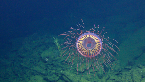 firework jellyfish