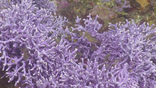 Deep Sea Coral at Osborn Bank, Channel Islands