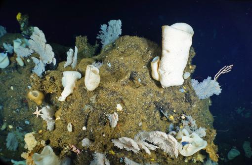 A wide variety of sponges create a stunning landscape at Footprint Reef, off the coast of central California.